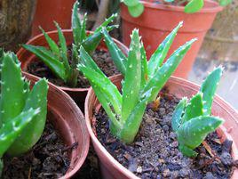 不夜城蘆薈 不夜城蘆薈