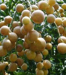 山黃皮果 山黃皮果