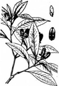 廣東舟柄茶 廣東舟柄茶