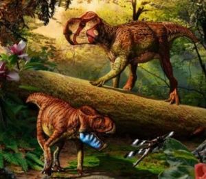 Unescoceratops koppelhusae (右上) 和 Gryphoceratops morrisonii (左下)的復原圖