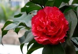 毛籽紅山茶 毛籽紅山茶