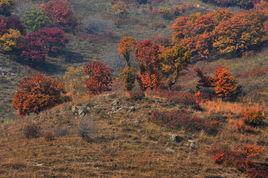 旺業甸鎮 旺業甸鎮