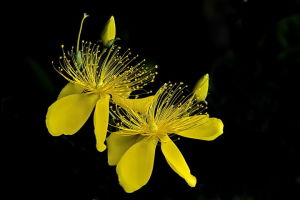 金絲桃叉絲殼 金絲桃叉絲殼