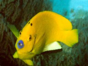 藍嘴阿波魚 藍嘴阿波魚