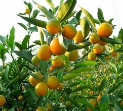 靈川脆蜜金桔 靈川脆蜜金桔