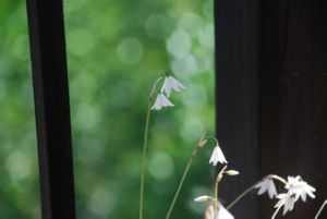 耳瓣棘豆 耳瓣棘豆