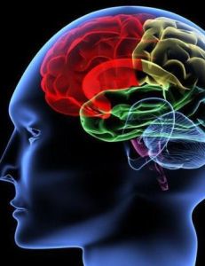 大腦萎縮 大腦萎縮