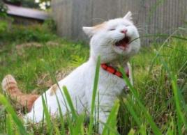 日本田園貓 日本田園貓