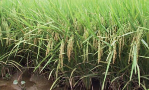 國稻3號 國稻3號