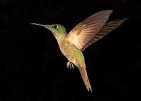 棕胸輝蜂鳥 棕胸輝蜂鳥