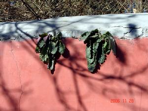 生命界十大頂級創造