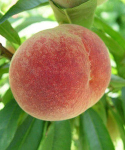 倉方早生 倉方早生