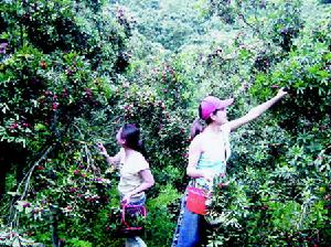 下山門村採摘楊梅