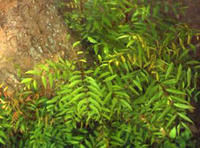 旁遮普麩楊（原變種）