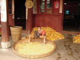 富樂村[雲南省劍川縣老君山鎮]