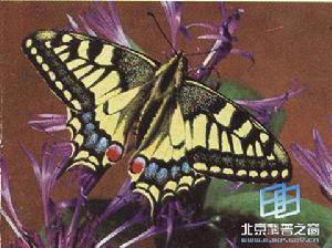 黃鳳蝶