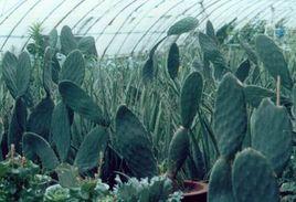 食用仙人掌 食用仙人掌