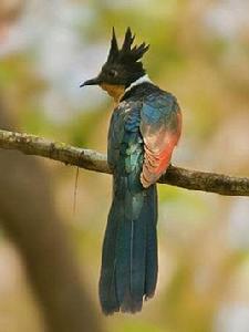 紅翅鳳頭鵑 紅翅鳳頭鵑