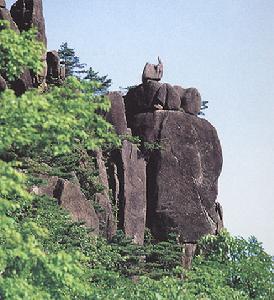 天鵝孵蛋 天鵝孵蛋