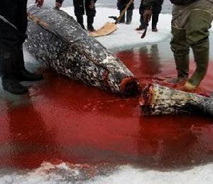 獨角鯨------人類殺害獨角鯨