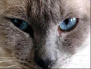 Siamese cat