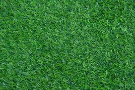 塑膠草坪 塑膠草坪