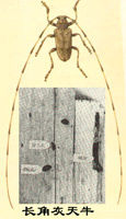 小灰長角天牛