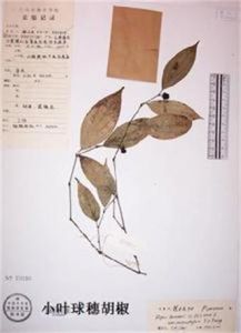 小葉球穗胡椒 小葉球穗胡椒