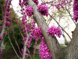 木本花卉 木本花卉