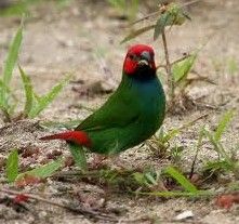 斐濟鸚雀 斐濟鸚雀