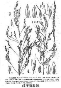 歧序剪股穎 歧序剪股穎