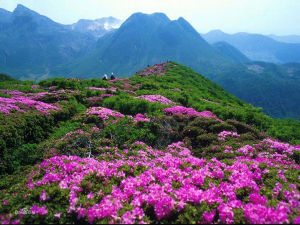 百里杜鵑風景名勝區 百里杜鵑風景名勝區