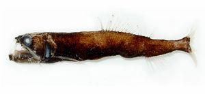 印度太平洋星衫魚 印度太平洋星衫魚