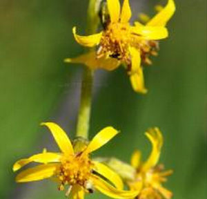 合苞橐吾 合苞橐吾