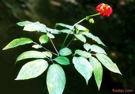 人參莖葉總皂苷 人參莖葉總皂苷