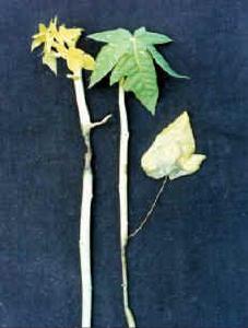 番木瓜霜疫霉病 番木瓜霜疫霉病