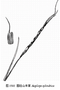 圓柱山羊草 圓柱山羊草