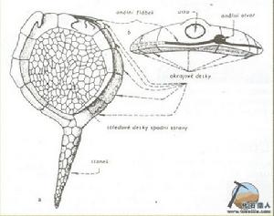 海筆動物模式圖