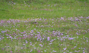 青海紫菀