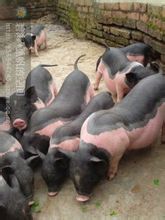 優良原種陸川豬