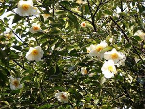 寡瓣紅山茶 寡瓣紅山茶