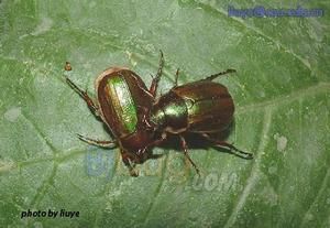 銅綠麗金龜 銅綠麗金龜