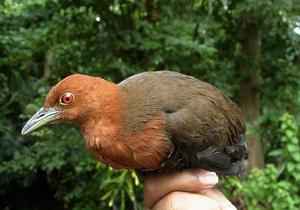 白喉斑秧雞蘇拉亞種(圖2)