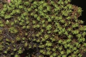 皺葉毛口蘚 皺葉毛口蘚