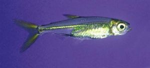 多帶半線琴脂鯉 多帶半線琴脂鯉