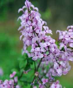 羽葉丁香 羽葉丁香