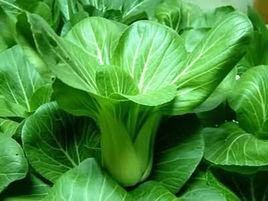 綠領青梗菜 綠領青梗菜