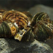 斑馬貽貝 斑馬貽貝