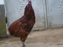 鎮沅瓢雞 鎮沅瓢雞