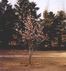 二喬玉蘭 二喬玉蘭